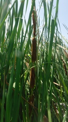 Typha domingensis