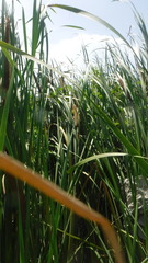 Typha domingensis