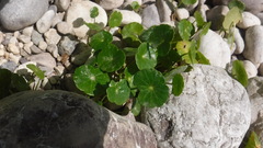 Hydrocotyle