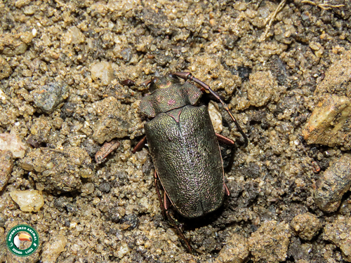 Pyrodes nitidus