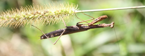Asian Jumping Mantis photo 3