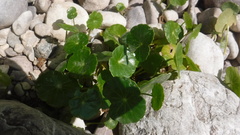 Hydrocotyle