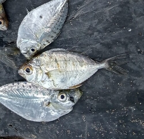 Dussumier's pony fish (Karalla dussumieri) — Leiognathidae