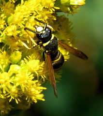 Euodynerus foraminatus