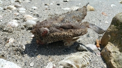 Ogcocephalidae