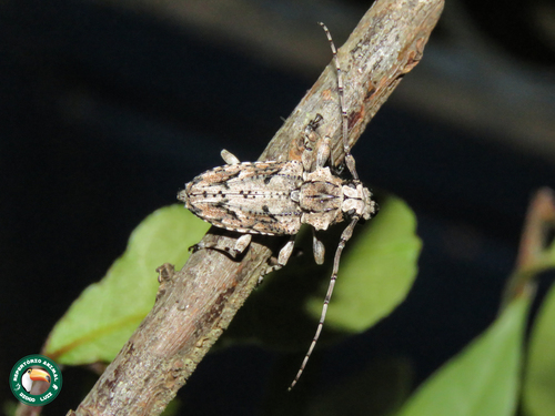 Steirastoma stellio Pascoe, 1866