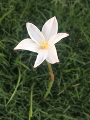 Zephyranthes chlorosolen