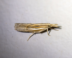 Fissicrambus profanellus