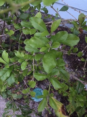 Duranta erecta