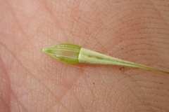 Rhynchospora macrostachya