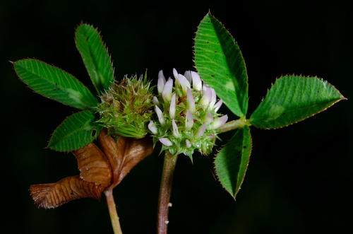 Trifolium glomeratum iNat (3)