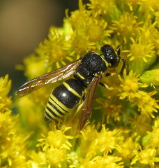 Euodynerus foraminatus