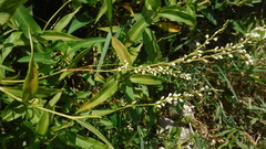 Polygonum