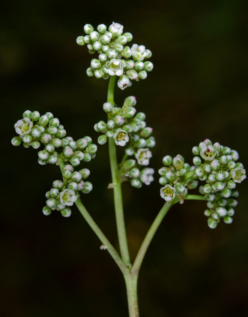 Mediterranean Strapwort