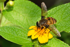 Pangoniinae