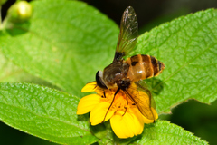 Pangoniinae