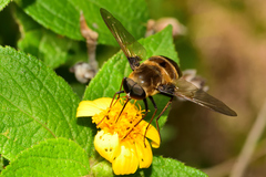 Pangoniinae