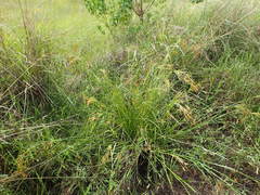 Rhynchospora macrostachya