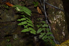 Myriopteris notholaenoides