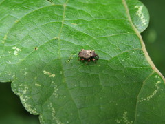 Conotrachelus compositus
