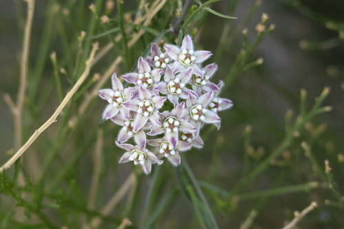 Funastrum heterophyllum, photograph 3