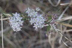 Isaac Ethington, CC BY, iNaturalist via GBIF Funastrum heterophyllum, photograph Isaac Ethington, CC BY, iNaturalist via GBIF