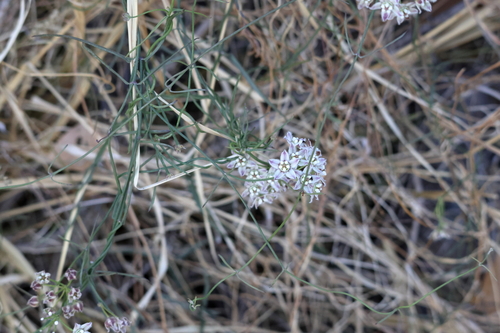 Funastrum heterophyllum, photograph 5
