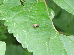 Conotrachelus compositus