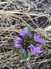 Monardella breweri lanceolata