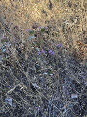 Monardella breweri lanceolata