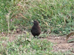 Myrmecocichla aethiops