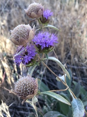 Monardella breweri lanceolata