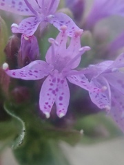 Monardella breweri lanceolata