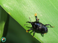 Cylindrocerus
