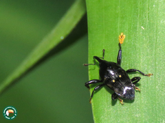 Cylindrocerus