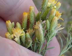 Ericameria arizonica