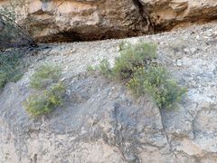 Ericameria arizonica