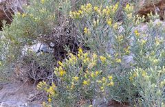 Ericameria arizonica