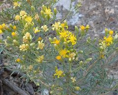 Ericameria arizonica