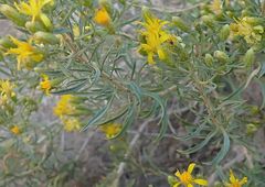 Ericameria arizonica