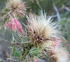 Cirsium arizonicum