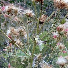Cirsium arizonicum