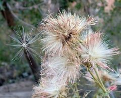 Cirsium arizonicum