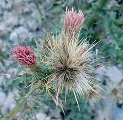 Cirsium arizonicum