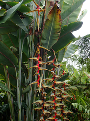 Heliconia griggsiana