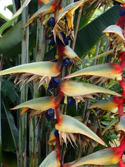 (c) Julien Renoult, some rights reserved (CC BY) Heliconia griggsiana, photograph (c) Julien Renoult, some rights reserved (CC BY)