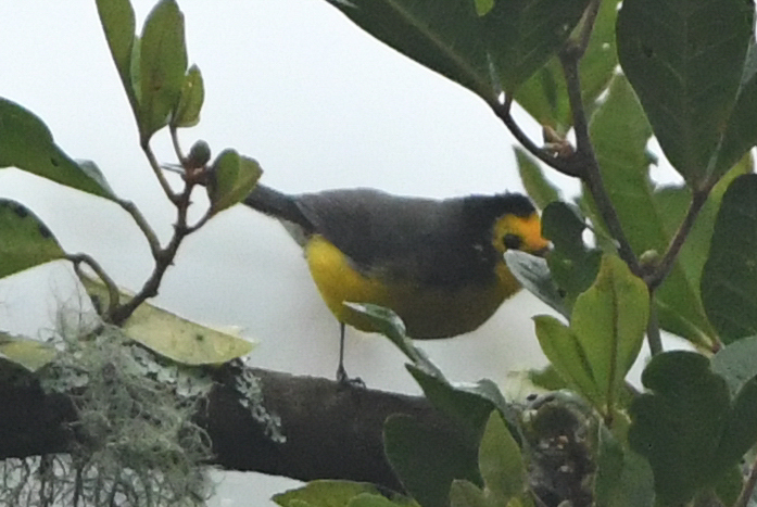 Golden-fronted Whitestart (Myioborus ornatus), photo 9