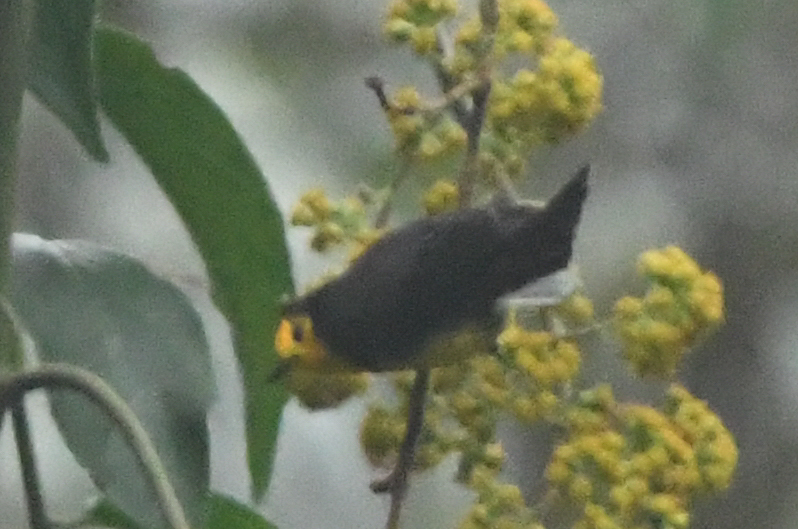 Golden-fronted Whitestart (Myioborus ornatus), photo 10