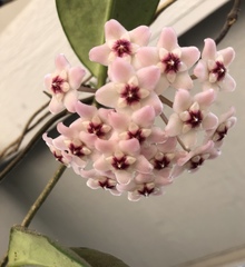 Hoya verticillata