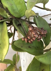 Hoya verticillata